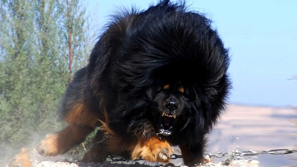 Tibetan Mastiff Baka Anjing Paling Mahal Di Dunia, 