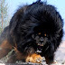 Tibetan Mastiff : Baka Anjing Paling Mahal Di Dunia