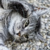 Why is my cat scratching the ground?