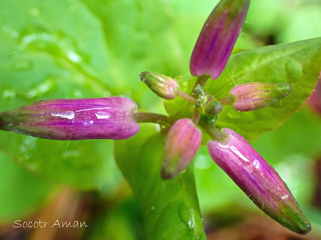 Orychophragmus violaceus