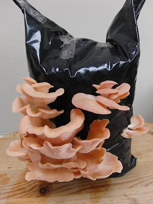 Pink Oyster Mushroom Growing Kit