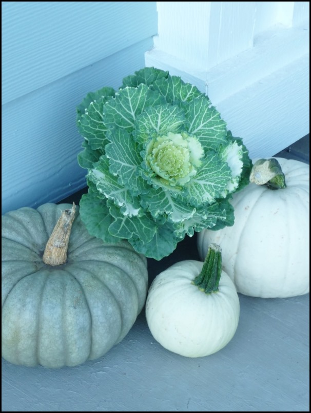 blue and white pumpkins with ornament cabbage (3)