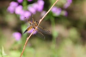 four-spotted skimmer on twig
