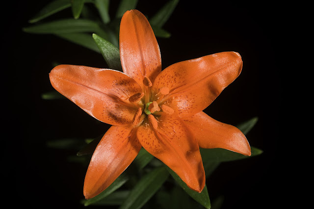 Лилия одноцветная (Lilium concolor)