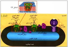 تحويل الطاقة الضوئية الى طاقة كيميائية كامنة pdf