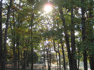 view I see from my kitchen table of the sun peeking through the trees