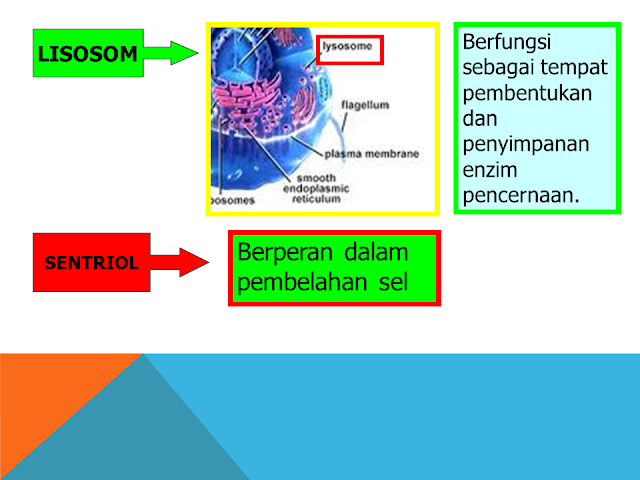 Lisosom