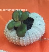 http://clarabelen.com/inspiraciones/3537/para-regalar-mini-macetas-hechas-con-caparazones-de-erizos-de-mar/