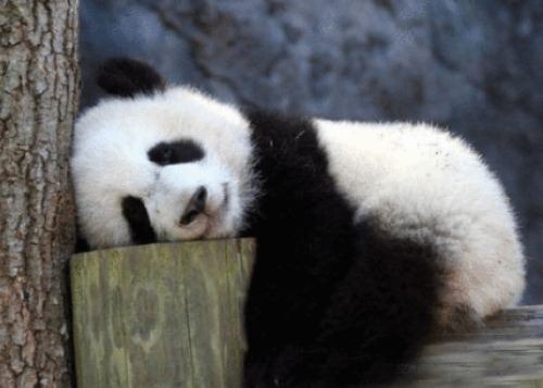 panda-bear-5