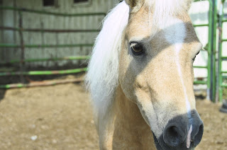 Palomino Miniature horse