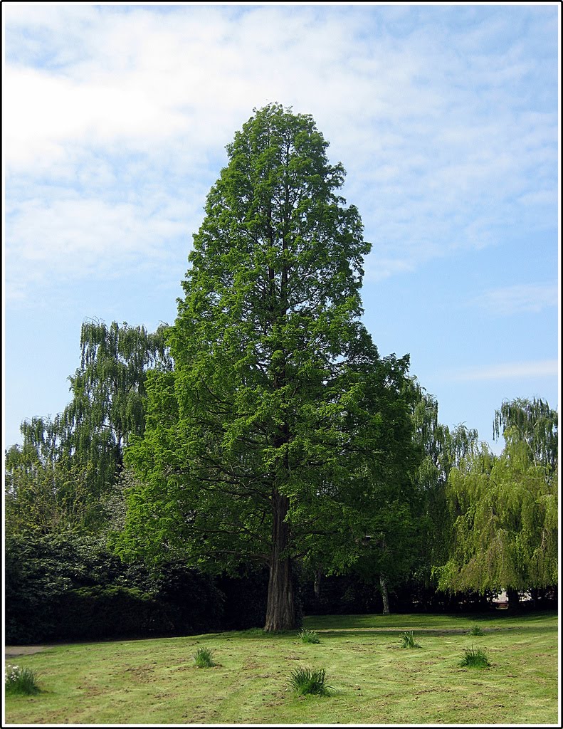 Conifer Trees