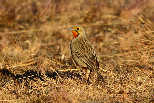 Macronyx capensis