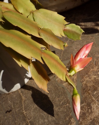 Christmas Cactus