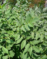 Fraxinus excelsior