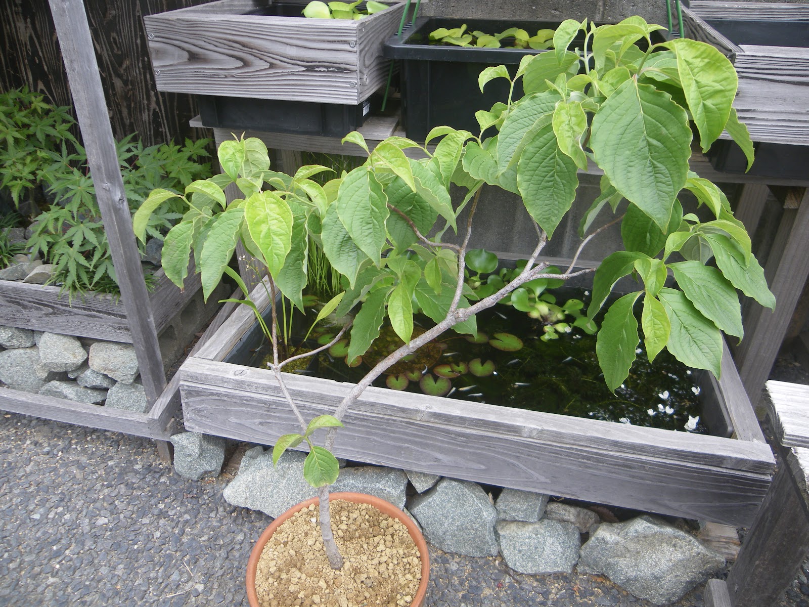 鉢植えのハナミズキ 育て方 取り木にチャレンジ メダカの大工