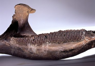 Fossil lower jaw of Edmontosaurus showing its multiple rows of teeth