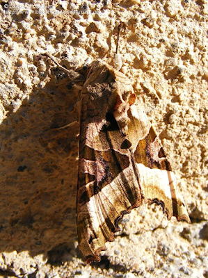 http://www.biodiversidadvirtual.org/insectarium/Phlogophora-meticulosa-img460369.html
