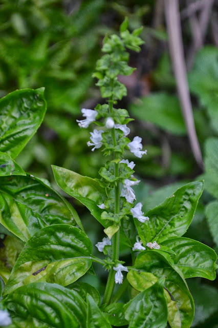 basil, http://growingdays.blogspot.com