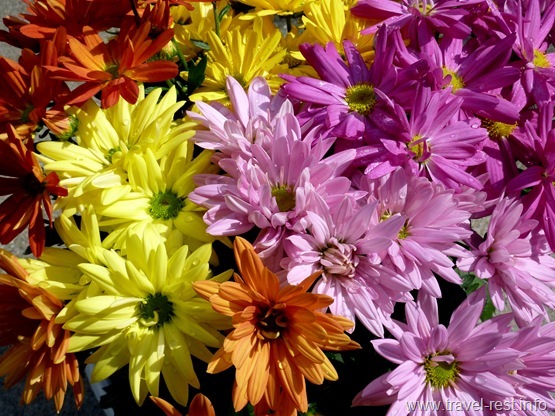 Flowers