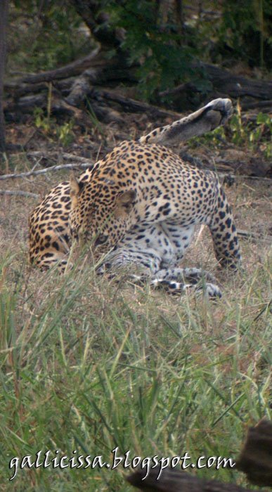 Leopard at Yala National Park