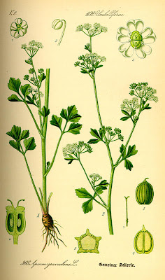 целина / Apium graveolens