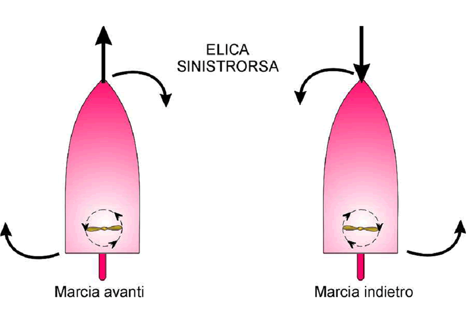 Vite sinistrorsa
