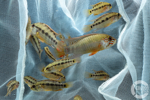 Apistogramma sp. D24