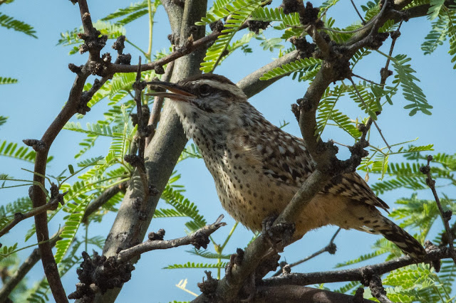 Cactus Wren, Saguaro National Park