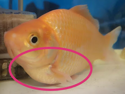 √無料でダウンロード！ 金魚 水ぶくれ 病気 236674-金魚 水ぶくれ 病気