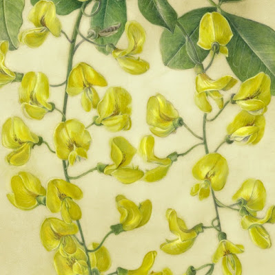 Watercolour painting of yellow laburnum flowers on natural calf vellum by Shevaun Doherty