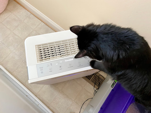 My cat climbing on the air purifier