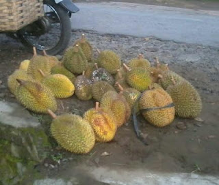 manfaat buah durian