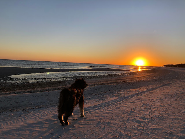 dog on beach in sunset