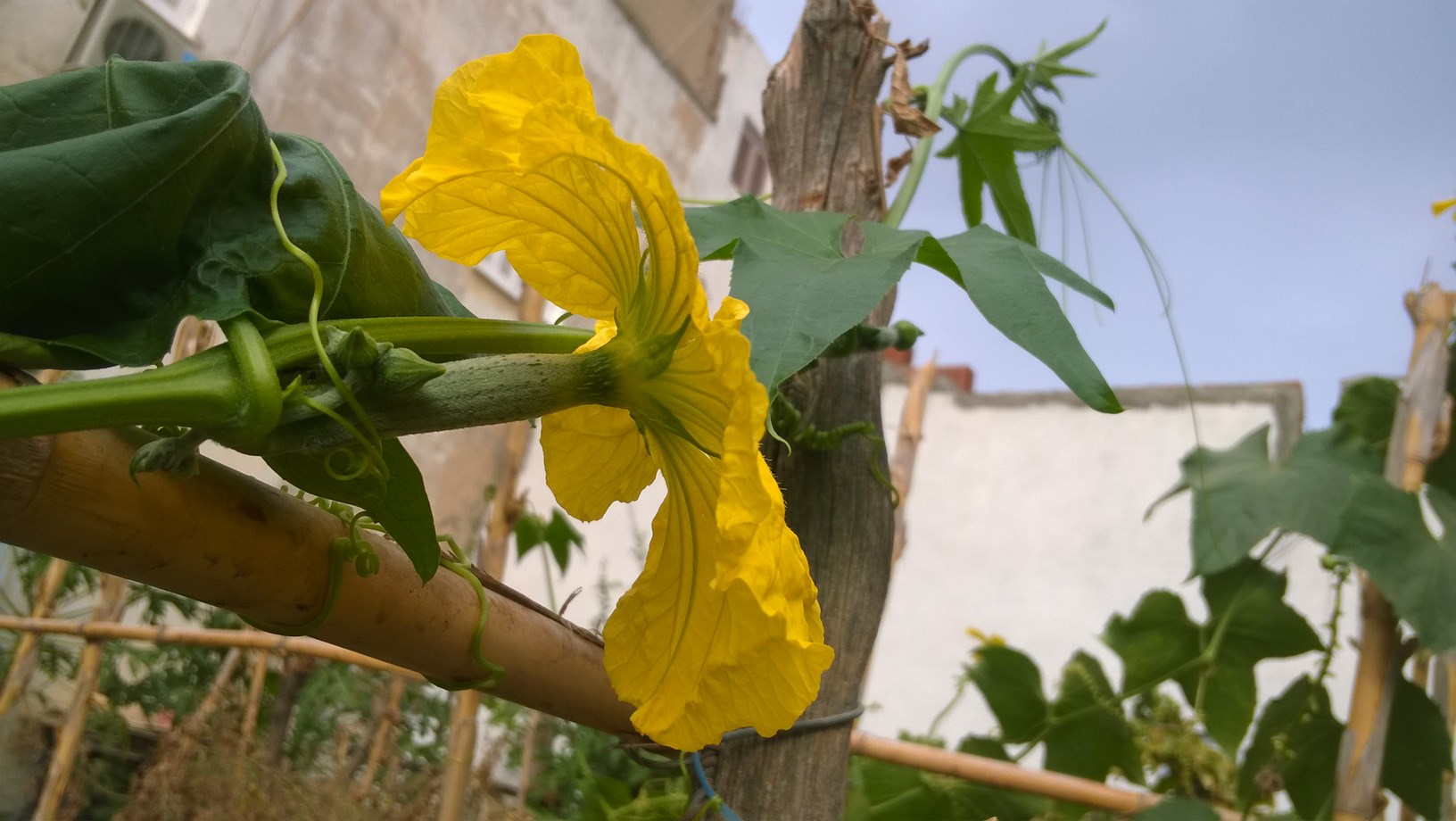 Female luffa flowers are large, solitary and have long, bulbous stems.