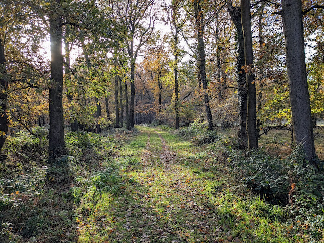 Continue heading SSW through the woodland