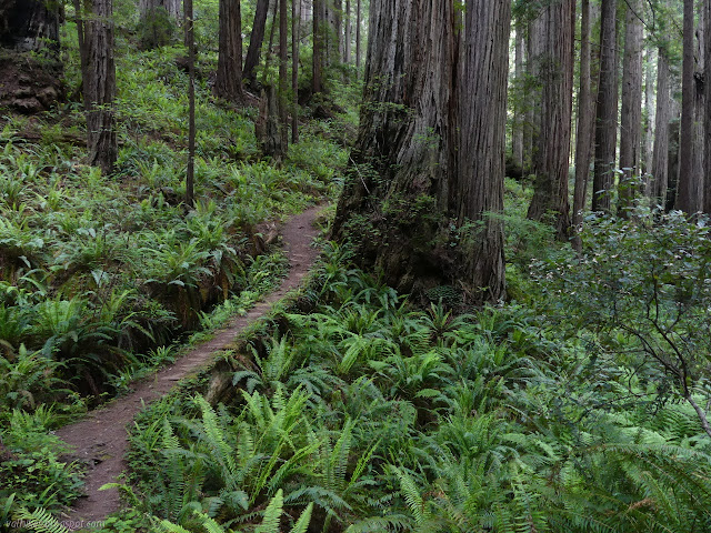 tree as trail