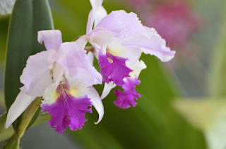  Flor de Mayo o Lirio de Mayo