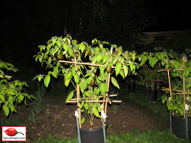 Guatemalan Orange Rocoto - 2nd September 2023