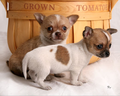 chihuahua-dog-breed-information