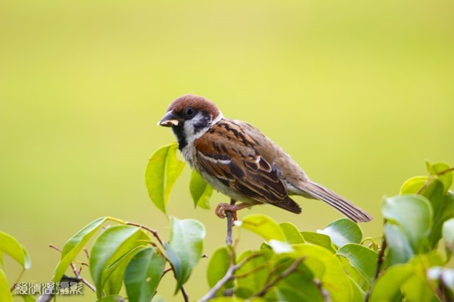 zzrMG_4952