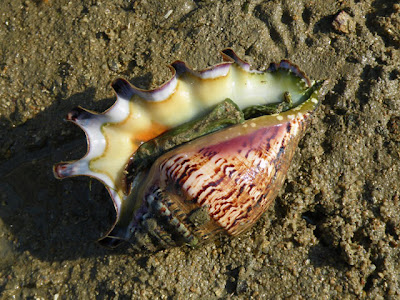 Spider Conch (Lambis lambis)