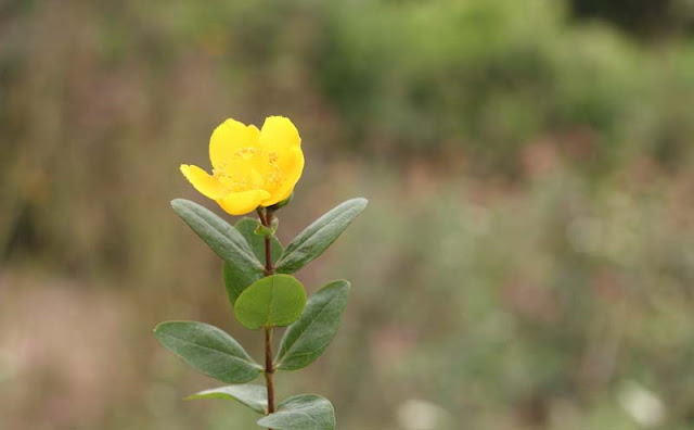 Hypericum Flowers