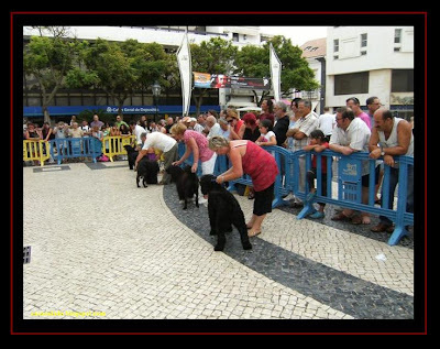 Cão de Água Português