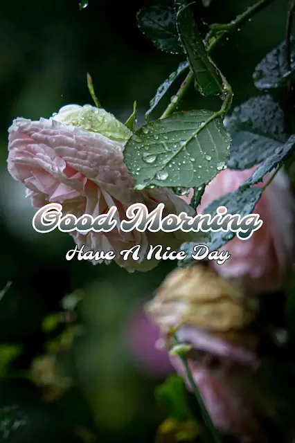 Good Morning Rainy Day Whatsapp DP Pic Image Download