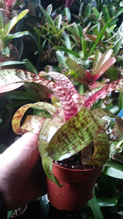 Vriesea red chesnut