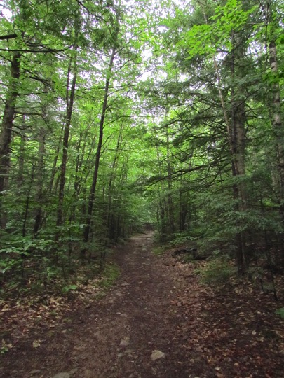 CathedralLedgeTrails-11-2015-07-26-22-05.jpg