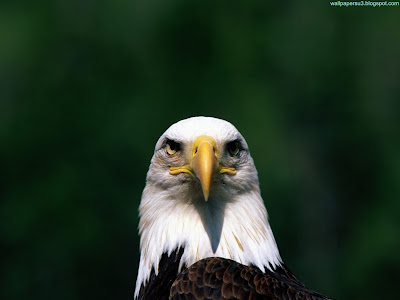 Eagle Standard Resolution Wallpaper 1