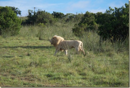lions (7)