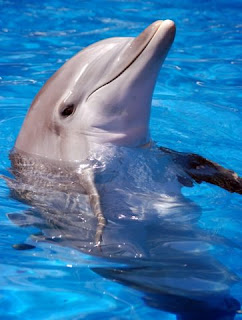 dolphin, bottlenose dolphin, smart animal