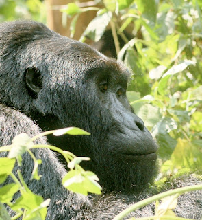 How to book a Uganda Safari with gorilla trekking tour